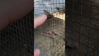 horsefly caught in mesh shorts nature fyp [upl. by Erlewine]