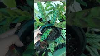 Calathea Rattlesnake for saleWhatsApp 8921903513 shortsfeed plants shorts youtubeshorts trend [upl. by Malkin]