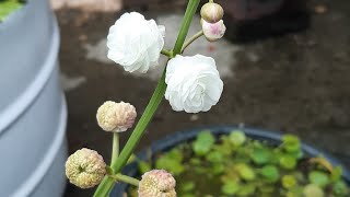 Sagittaria japonica  Grow and care tips  Aquatic plant  My water garden 17102021 [upl. by Okeim]