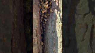 Bee Tree Observation Hive bee beelife shorts savethebees beekeeperSandyValleyHoneyCo [upl. by Humberto]