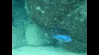 Labeotropheus Trewavasae red top Thumbi West Video from Lake Malawi [upl. by Billy]