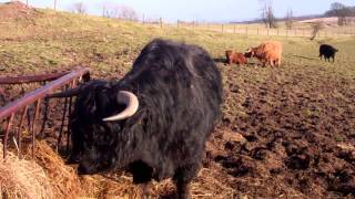 Black Scottish Highland Cow Eating Dinner In Scotland [upl. by Kalvin489]