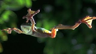 Gliding Leaf Frogs  Planet Earth  BBC Earth [upl. by Oicram]