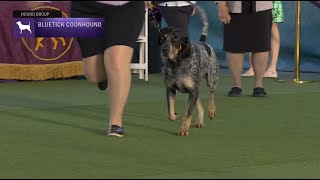 Bluetick Coonhounds  Breed Juging 2023 [upl. by Hagan]