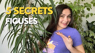 Ficus care guide  5 Secrets You Didnt Know [upl. by Moriah]