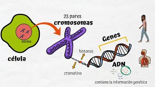 ADN Cromosomas y Genes [upl. by Nohpets]