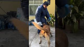 Aggression Control DogTraining BehaviorTraining [upl. by Hedveh]