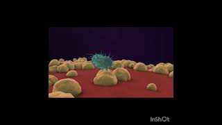 TB virus mycobacterium tuberculosis vs bacteria [upl. by Eelame]