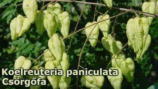 Koelreuteria paniculata  Bugás csörgőfa [upl. by Eiramassenav]