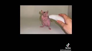 Have you ever wondered how hairless rats are made shorts [upl. by Goetz]