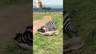 fight between lioness and Zebra shorts wildlife [upl. by Mungovan]