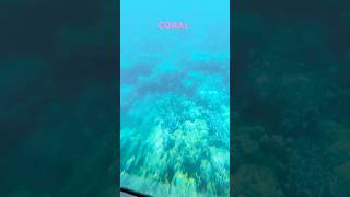 coral island swarajdweep andamanandnicobarisland shortvideo [upl. by Htebzil]