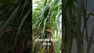 Sugarcane variety pb 95 pb95 farming agriculture farmer [upl. by Sivaj]