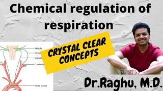 Chemical regulation of respiration [upl. by Hgeilyak]