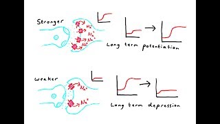 Synaptic plasticity [upl. by Suneya]