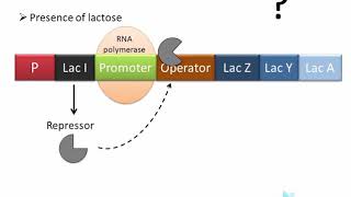 Lac Operon  regulation of gene expression in prokaryotes [upl. by Lenee]