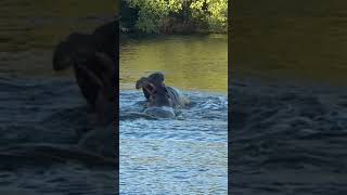 Hippos Fighting krugernationalpark animalfightsinthewild hippopotamus [upl. by Llehcam]