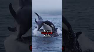 Orcas Are The Masters of Psychological Punishment [upl. by Giovanni]