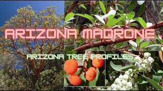 Arizona Madrone  Arizona Tree Profiles [upl. by Mann846]