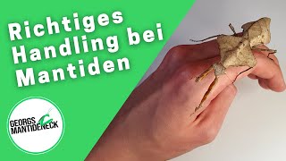 Das richtige Handling von Mantiden  Tipps und Tricks [upl. by Lapides]