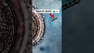 SpermBOTS 🤖🏊🏻‍♂️ Micromotors help sperm motility infertility [upl. by Sudbury]