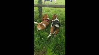 Basset hound puppies see a horse for the first time [upl. by Klusek]