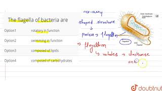 The flagella of bacteria are [upl. by Alleris]