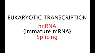 Eukaryotic Transcription 42 [upl. by Albie]