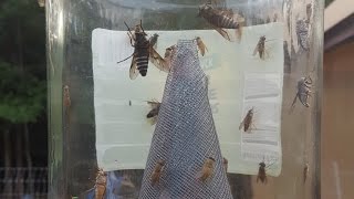 Horse Flies How to Get Rid of Flies  No Chemicals No Electricity [upl. by Columbine]