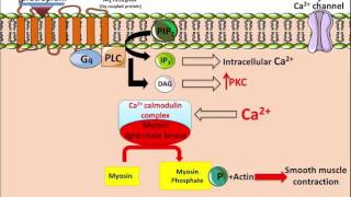 atem nebulizer solution  ipratropium bromide nebulizer how to use salbutamol respiratory soltion [upl. by Batish294]