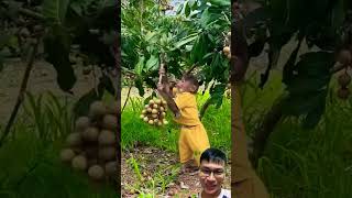 Surprising Scene of a Monkey Helping to Harvest Longan sonasmr [upl. by Maryann]