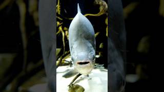 Aquarium Silver Fish shortvideo aquarium [upl. by Covell]