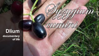 Java plum Syzygium cumini  part 1 [upl. by Anaek807]