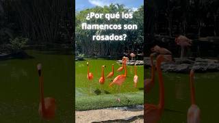 ¿Alguna vez te has preguntado por qué los flamencos son rosados [upl. by Ainsley722]