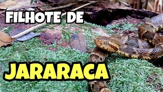 FILHOTE DE JARARACA NA MATA [upl. by Aner]