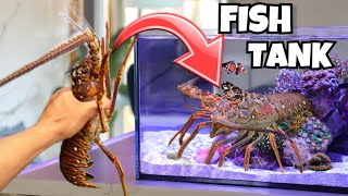 PUTTING WILD LOBSTER IN MY FISH TANK [upl. by Tenaej687]