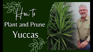 How to Prune and Plant Yuccas [upl. by Schild]