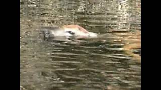 Chevreuil dans leau  Deer hidding in water [upl. by Sayres304]