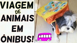 Transporte Rodoviário Viagem de Ônibus de Cachorros e Animais  Direitos e Dicas ● Lói Cúrcio [upl. by Tjader]