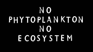 no phytoplankton no ecosystem [upl. by Old573]