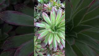 Plant of the day  Aeonium Peacock [upl. by Eanrahc]