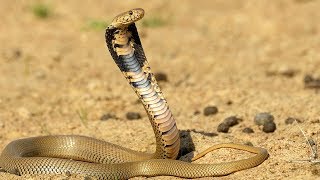 বাংলাদেশের সবচেয়ে বিষধর ১০টি সাপ । 10 Most Venomous Snake in Bangladesh [upl. by Aihcsrop]