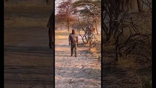 Elephant chasing a man…🐘🤩 goviral wildlife junglesafari southafrica animals india elephant [upl. by Odlauso]