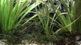 Spotted Blueeye Biotope Eubenangee Swamp Queensland Australia [upl. by Livvyy]