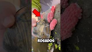 Los huevos de este caracol son una plaga educationalvideo viralshort viralvideo [upl. by Grindlay]