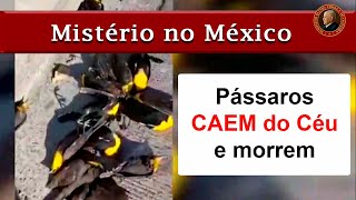 PÁSSAROS se JOGAM do CÉU no MÉXICO e CAEM MORTOS  CASTIGOS AVISOS e ESPERANÇAS [upl. by Odlabso]