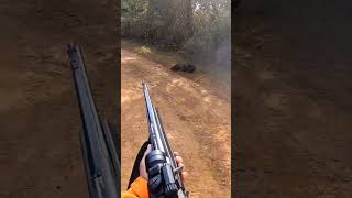 🐗 tir sanglier à 3 mètres  🐗 corsica wildboar aimpoint hunting [upl. by Germana]