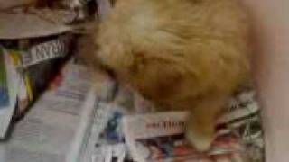 Norfolk Terrier barking puppy 2 months old [upl. by Wootten]