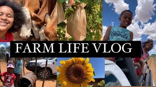 FARM LIFE VLOGVLOGMAS SWIMMING IN THE FARM DAM FARM GRAPEVINES VISITHOMESTEAD LIVING N AFRICA [upl. by Aihsenet]