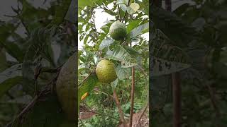 Guava tree Psidium guajava My one and a half year old tree I got this from it [upl. by Eillit]